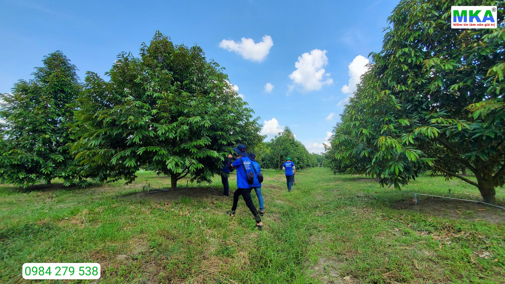 Vườn sầu riêng đẹp vì sao bà con muốn phun humic qua lá